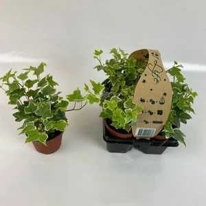 Hedera helix 'White Wonder' 9cm x 4 - image 2