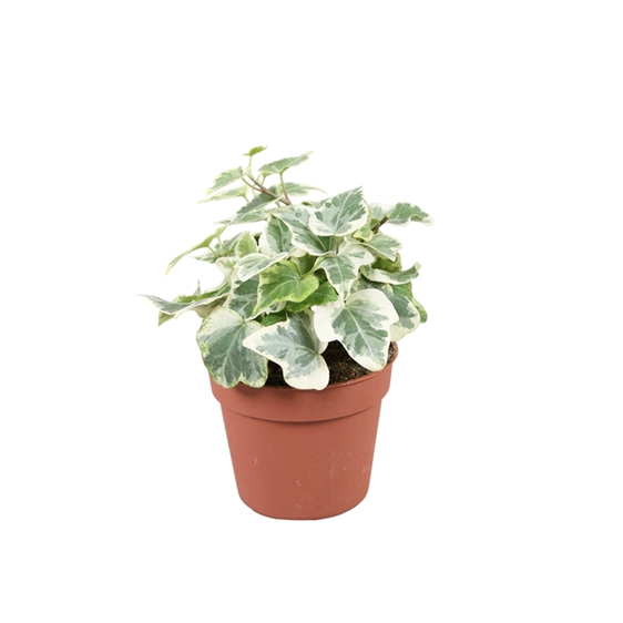 Hedera helix 'White Wonder' 8.5cm - image 2