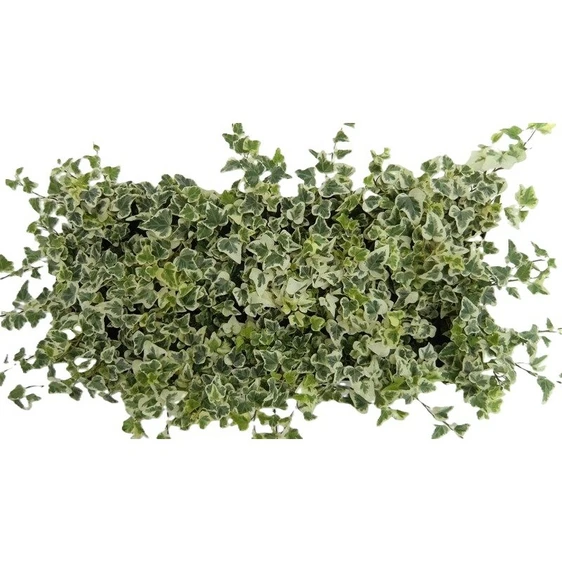 Hedera helix 'White Wonder' 8.5cm - image 3