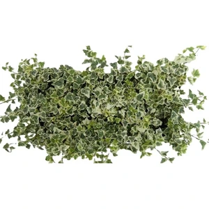 Hedera helix 'White Wonder' 8.5cm - image 3