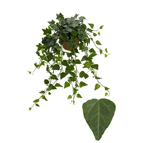 Hedera helix 'Wilco'