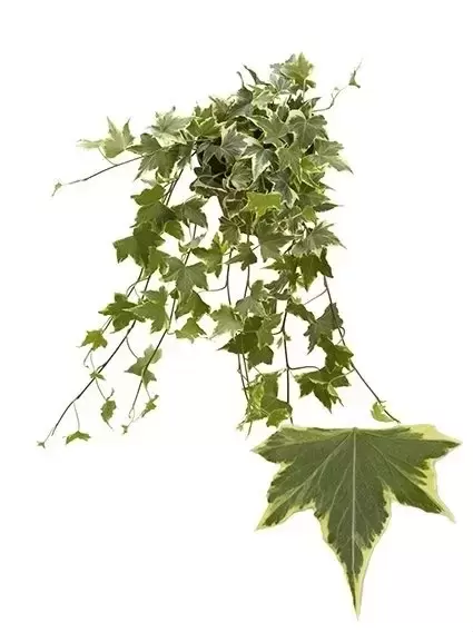 Hedera helix 'Yellow Ripple' 1L - Cowell's Garden Centre | Woolsington