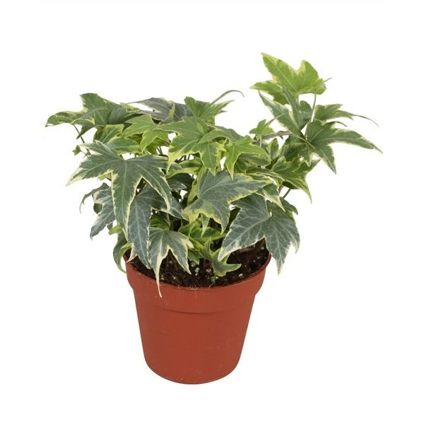 Hedera helix 'Yellow Ripple' 9cm - Cowell's Garden Centre | Woolsington