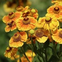 Helenium