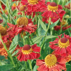 Picture Credit - Ball Horticultural Company