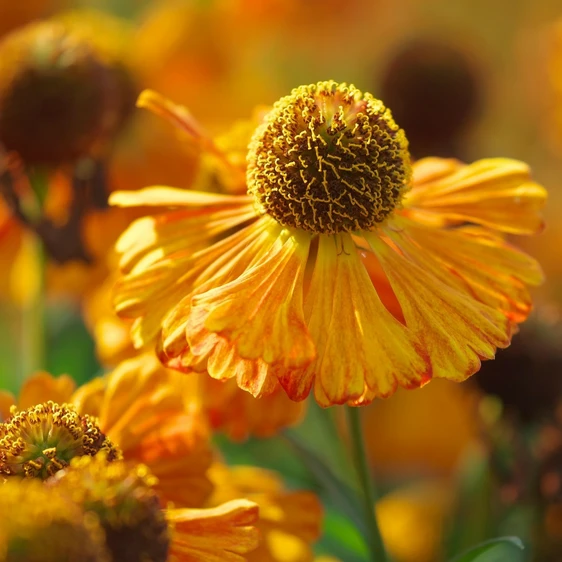 Helenium 'Carmen' 3L