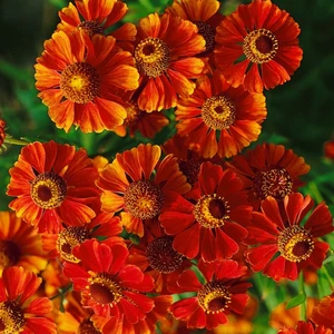 Picture Credit - Ball Horticultural Company