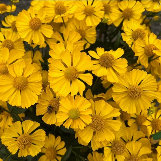 Helenium 'Lemon Sundae'