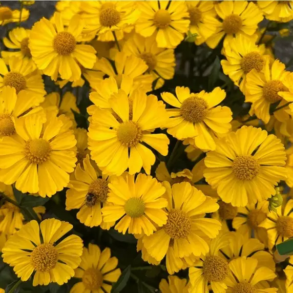 Helenium 'Lemon Sundae' 3L