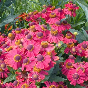 Helenium 'Red Jewel'