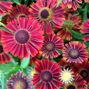 Helenium autumnale 'Siesta' 1L