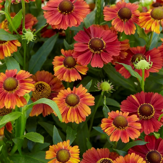 Helenium 'Strawberry Sundae'