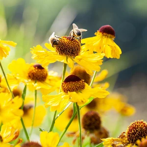 Helenium 'The Bishop'