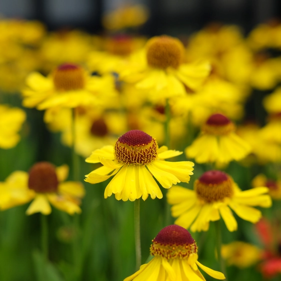 Helenium 'Wesergold' 3L