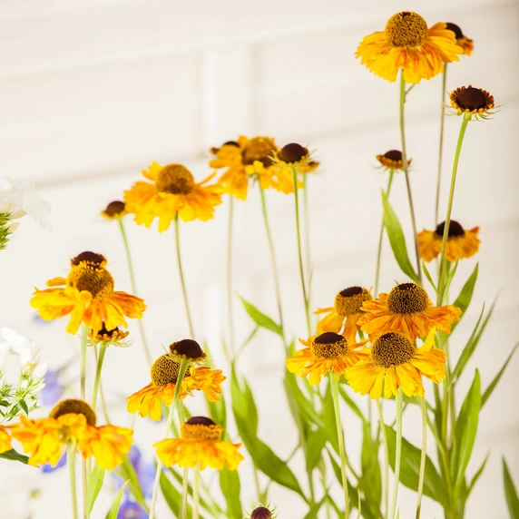 Helenium 'Wyndley' 2L