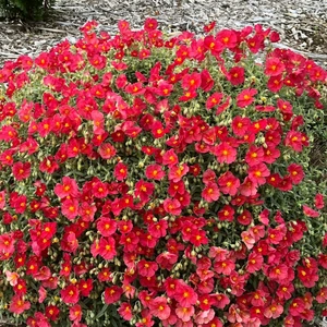 Helianthemum 'Beech Park Scarlet' - image 2