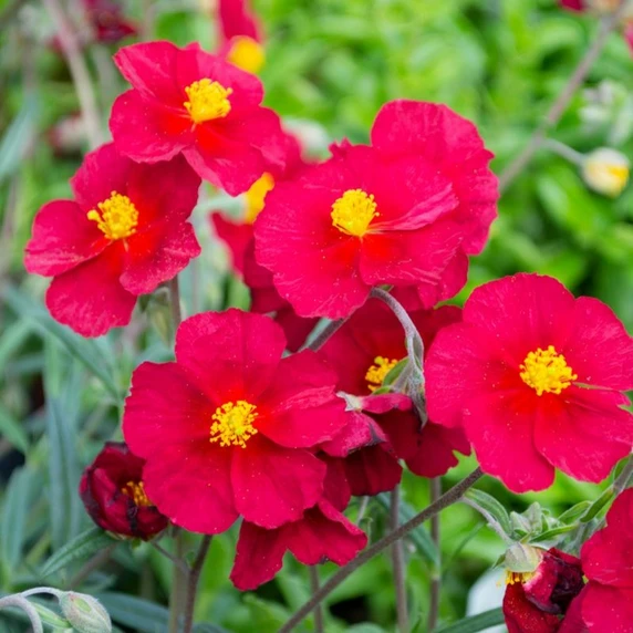 Helianthemum 'Beech Park Scarlet' - image 1
