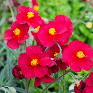 Helianthemum 'Beech Park Scarlet' - image 1