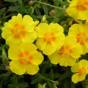 Helianthemum 'Ben Fhada' 9cm