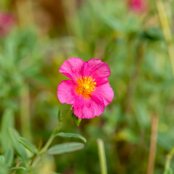 Helianthemum 'Ben Hope' 9cm