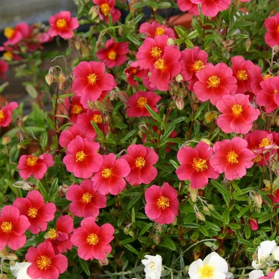 Picture - Kernock Park Plants