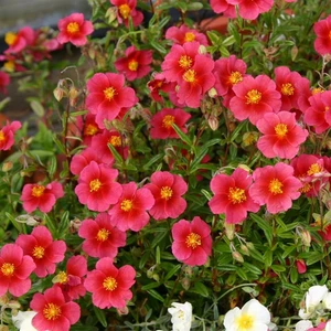 Picture - Kernock Park Plants