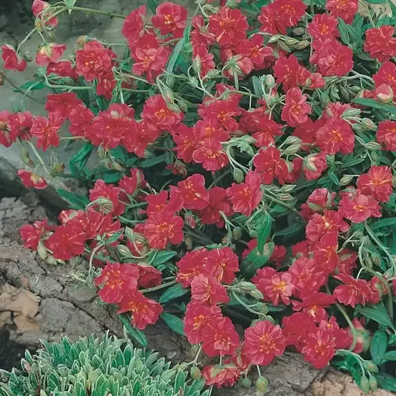 Helianthemum 'Cerise Queen' 9cm