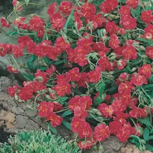 Helianthemum 'Cerise Queen' 9cm
