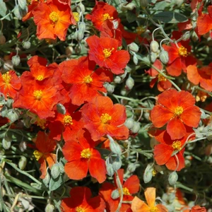 Helianthemum 'Fire Dragon'