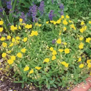 Helianthemum 'Golden Queen' 9cm
