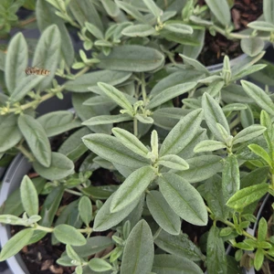 Helianthemum 'Henfield Brilliant' 1L