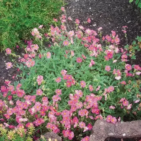 Helianthemum 'Lawrensons Pink' 1L