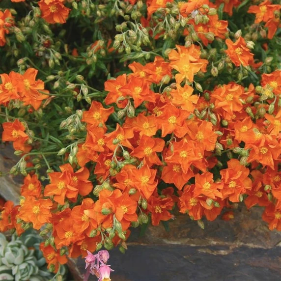 Picture Credit - Kernock Park Plants Ltd.