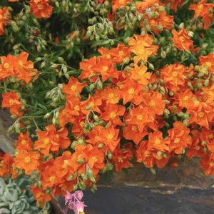 Picture Credit - Kernock Park Plants Ltd.