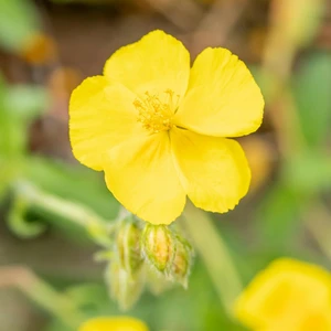 Helianthemum 'Sterntaler' 9cm