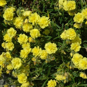 Helianthemum 'Sulphureum Plenum' 1L