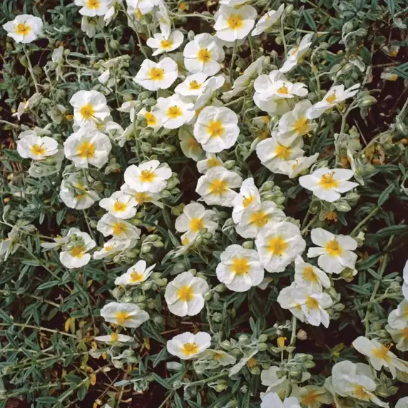 Helianthemum 'The Bride' 9cm