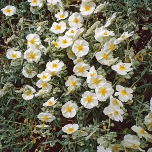 Helianthemum 'The Bride' 9cm