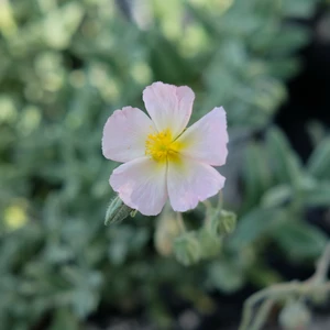 Helianthemum 'Wisley Pink' 9cm
