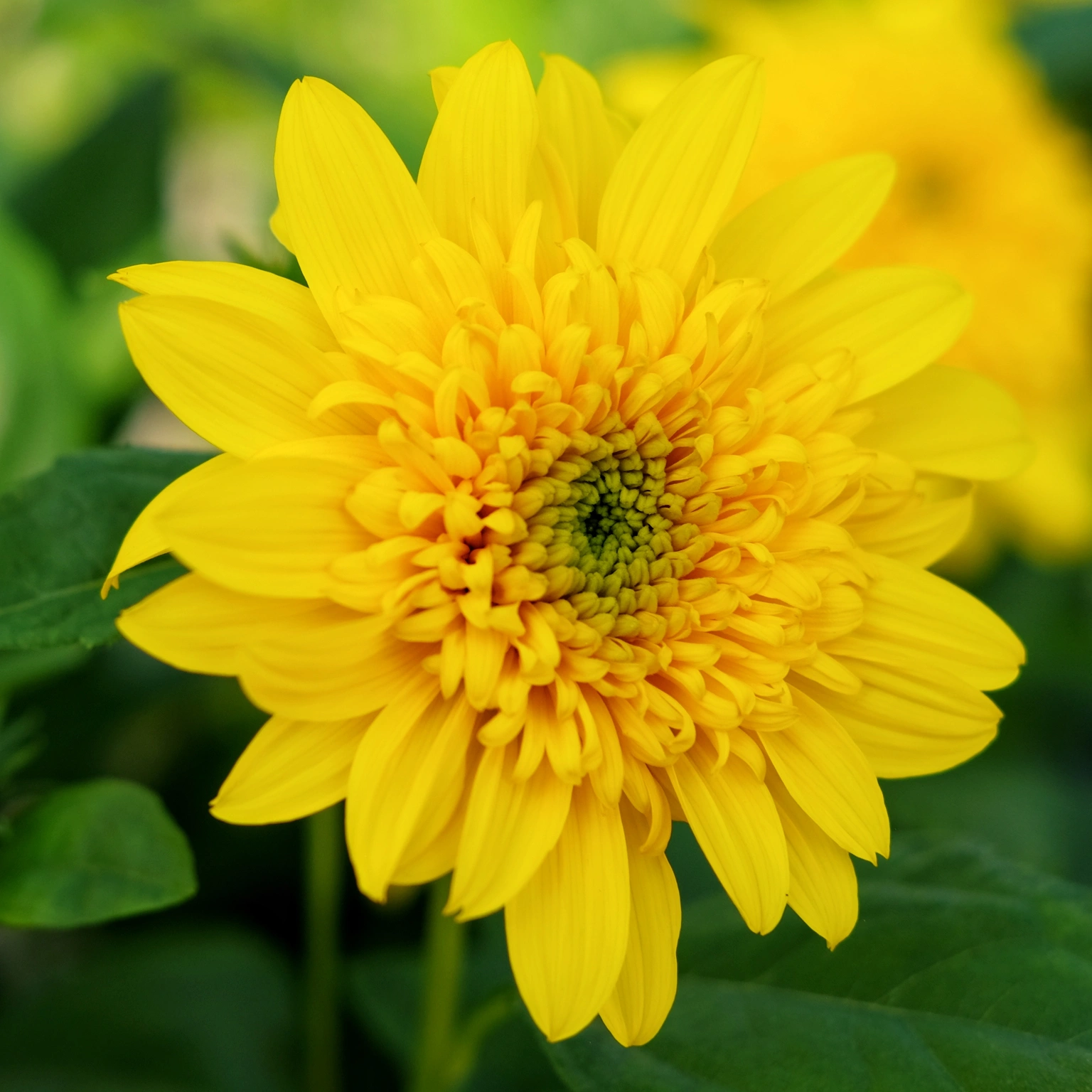 Helianthus 'Double Whammy' 3L Cowell's Garden Centre Woolsington