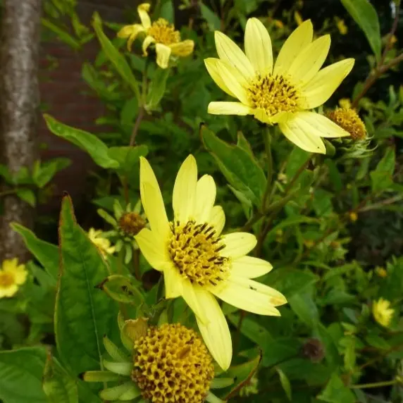 Picture Credit - Rijnbeek & Zoon BV