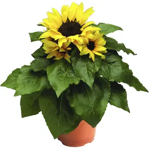 Helianthus annuus 'Sunsation'