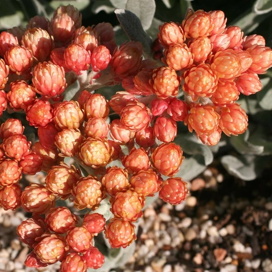 Helichrysum amorginum 'Ember Glow'