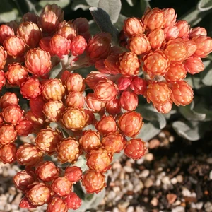 Helichrysum amorginum 'Ember Glow'