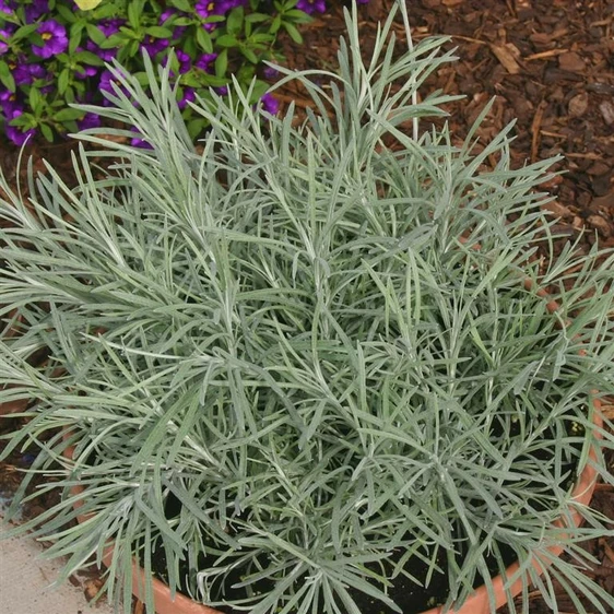 Helichrysum thianschanicum 'Icicles'