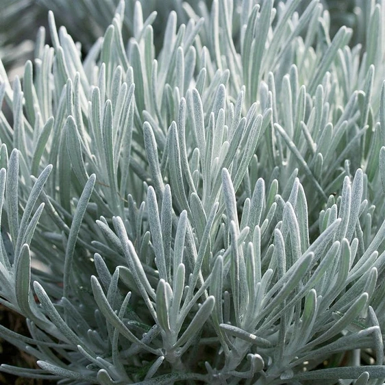 Helichrysum x angustifolia 'Korma' 3L