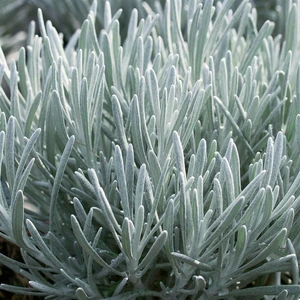 Helichrysum x angustifolia 'Korma' 3L