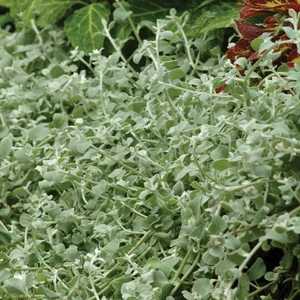 Picture - Ball Horticultural