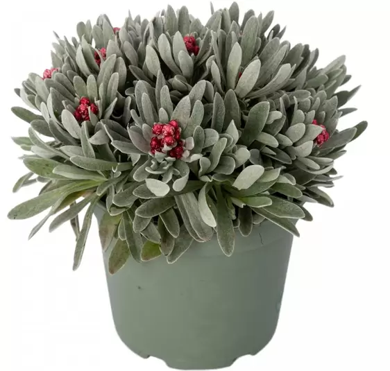 Helichrysum amorginum 'Ruby Cluster'