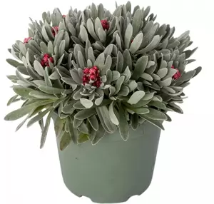 Helichrysum amorginum 'Ruby Cluster'
